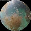 ./images/calvert/underwater/20260830/underwater20260830_065501M.jpg