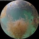 ./images/calvert/underwater/20260830/underwater20260830_070001M.jpg