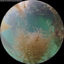 ./images/calvert/underwater/20260830/underwater20260830_070501M.jpg