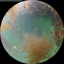 ./images/calvert/underwater/20260830/underwater20260830_071001M.jpg
