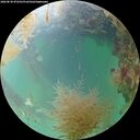 ./images/calvert/underwater/20260830/underwater20260830_072501M.jpg