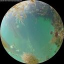 ./images/calvert/underwater/20260830/underwater20260830_073501M.jpg