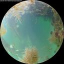 ./images/calvert/underwater/20260830/underwater20260830_074001M.jpg