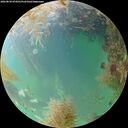 ./images/calvert/underwater/20260830/underwater20260830_074502M.jpg
