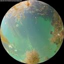./images/calvert/underwater/20260830/underwater20260830_075002M.jpg