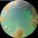 ./images/calvert/underwater/20260830/underwater20260830_080501M.jpg