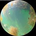 ./images/calvert/underwater/20260830/underwater20260830_081001M.jpg