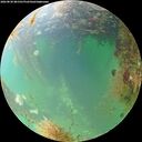 ./images/calvert/underwater/20260830/underwater20260830_081501M.jpg