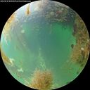 ./images/calvert/underwater/20260830/underwater20260830_085002M.jpg
