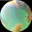 ./images/calvert/underwater/20260830/underwater20260830_111001M.jpg