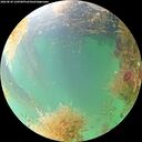 ./images/calvert/underwater/20260830/underwater20260830_120501M.jpg