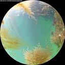 ./images/calvert/underwater/20260830/underwater20260830_134501M.jpg