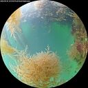 ./images/calvert/underwater/20260830/underwater20260830_141501M.jpg
