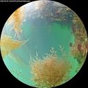 ./images/calvert/underwater/20260830/underwater20260830_142501M.jpg