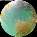 ./images/calvert/underwater/20260830/underwater20260830_143001M.jpg
