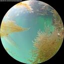 ./images/calvert/underwater/20260830/underwater20260830_143501M.jpg