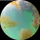 ./images/calvert/underwater/20260830/underwater20260830_150501M.jpg