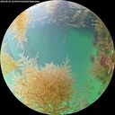 ./images/calvert/underwater/20260830/underwater20260830_161001M.jpg