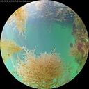 ./images/calvert/underwater/20260830/underwater20260830_161501M.jpg