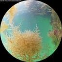 ./images/calvert/underwater/20260830/underwater20260830_162501M.jpg