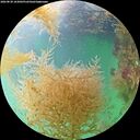 ./images/calvert/underwater/20260830/underwater20260830_163001M.jpg