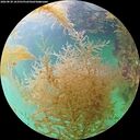 ./images/calvert/underwater/20260830/underwater20260830_163501M.jpg