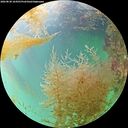 ./images/calvert/underwater/20260830/underwater20260830_164501M.jpg