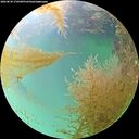./images/calvert/underwater/20260830/underwater20260830_170501M.jpg