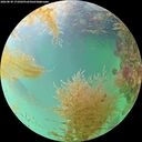 ./images/calvert/underwater/20260830/underwater20260830_171002M.jpg
