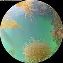 ./images/calvert/underwater/20260830/underwater20260830_172501M.jpg