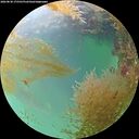./images/calvert/underwater/20260830/underwater20260830_175501M.jpg