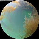 ./images/calvert/underwater/20260830/underwater20260830_182501M.jpg