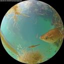 ./images/calvert/underwater/20260830/underwater20260830_190501M.jpg