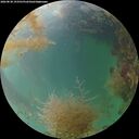 ./images/calvert/underwater/20260830/underwater20260830_193501M.jpg