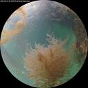 ./images/calvert/underwater/20260831/underwater20260831_071001M.jpg