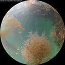 ./images/calvert/underwater/20260831/underwater20260831_071502M.jpg