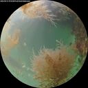 ./images/calvert/underwater/20260831/underwater20260831_072501M.jpg