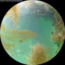 ./images/calvert/underwater/20260831/underwater20260831_083501M.jpg