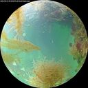 ./images/calvert/underwater/20260831/underwater20260831_091001M.jpg