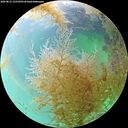 ./images/calvert/underwater/20260831/underwater20260831_152501M.jpg