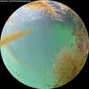 ./images/calvert/underwater/20260831/underwater20260831_163502M.jpg