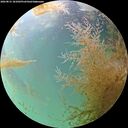 ./images/calvert/underwater/20260831/underwater20260831_181001M.jpg
