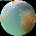 ./images/calvert/underwater/20260831/underwater20260831_181501M.jpg