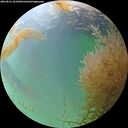 ./images/calvert/underwater/20260831/underwater20260831_183501M.jpg