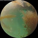 ./images/calvert/underwater/20260831/underwater20260831_194001M.jpg