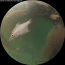 ./images/calvert/underwater/20260831/underwater20260831_200001M.jpg