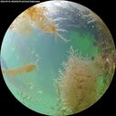 ./images/calvert/underwater/20260901/underwater20260901_082001M.jpg