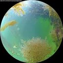 ./images/calvert/underwater/20260901/underwater20260901_094501M.jpg