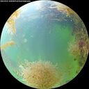 ./images/calvert/underwater/20260901/underwater20260901_100001M.jpg