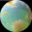 ./images/calvert/underwater/20260901/underwater20260901_100501M.jpg